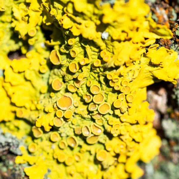 Ярко-желтый лишайник Xanthoria parietina на коре дерева, крупным планом — стоковое фото