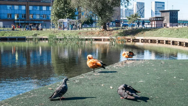Moskau, Russland - 26. September 2018: Zwei Rostlauben und zwei Tauben am Ufer des Wladimirsky-Teiches — Stockfoto