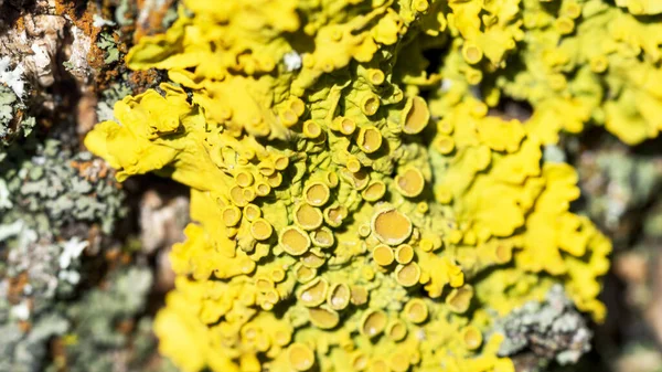 Líquen amarelo brilhante Xanthoria parietina em uma casca de árvore, close-up — Fotografia de Stock