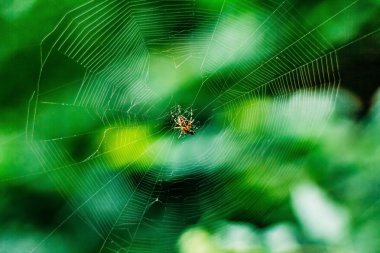 Örümcek ağda