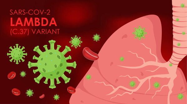 Вариант Coronavirus covid-19 Lambd. C.37 Мутационные вирусные клетки медицинский 3D иллюстратор вирус и легкие на красном фоне. Перу штамм коронного вируса 2019 - нков сарс. 