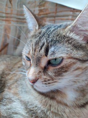 Yeşil gözlü sevimli pofuduk kedi, parlak ışıkta pencerenin yanında yatıyor.