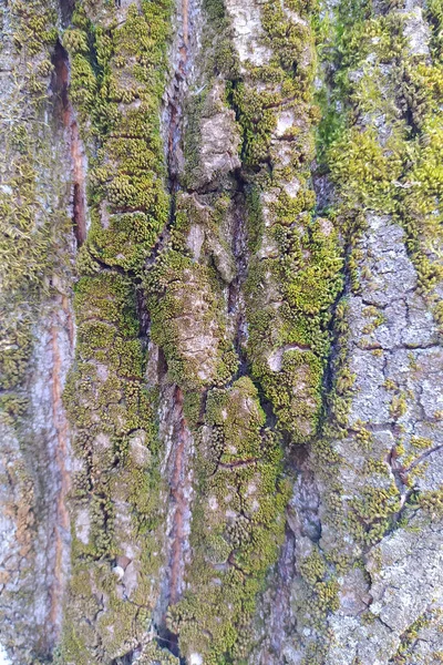 Régi nyírfa kéreg zöld mohával közelről. Régi repedt fakéreg textúra. Fa törzs. — Stock Fotó