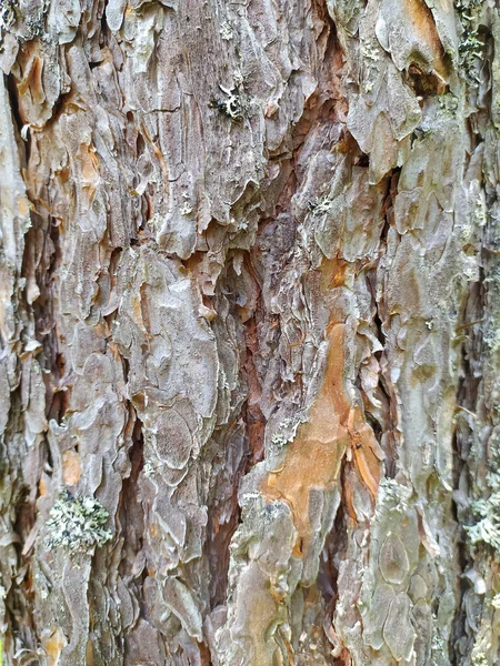 Velha textura casca de madeira rachada cinza. Tronco das árvores. — Fotografia de Stock