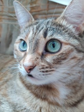 Yeşil gözlü sevimli pofuduk kedi, parlak ışıkta pencerenin yanında yatıyor.