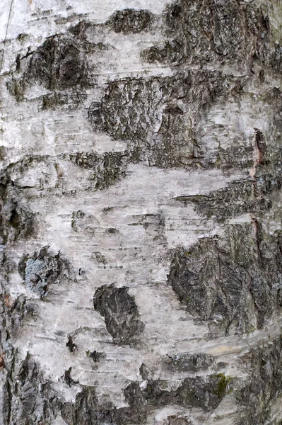 Black and white birch bark close-up. Old cracked wood bark texture. Tree trunk. — Stock Photo, Image