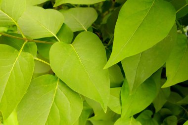 Yeşil bitki yaprakları. Arka plan yeşil bitki örtüsünden yapılmıştır. Sapları ve yaprakları olan sulu otlar. Yazın çalıların dalları