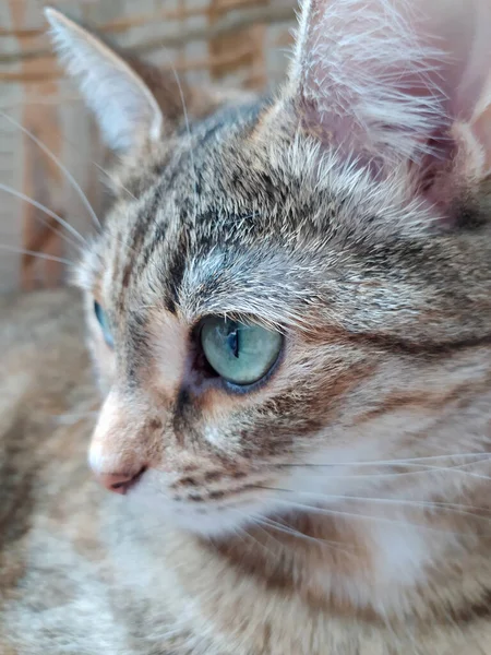 Yeşil gözlü sevimli pofuduk kedi, parlak ışıkta pencerenin yanında yatıyor. — Stok fotoğraf