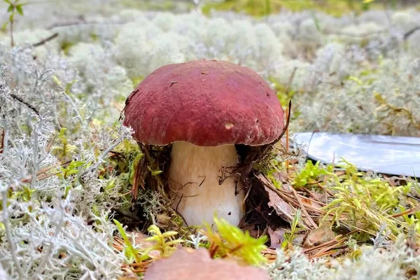 Cogumelos na floresta contra o fundo do musgo. Boleto de cogumelos brancos. Floresta de outono na Rússia — Fotografia de Stock