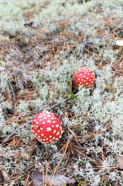 Cogumelos na floresta contra o fundo do musgo. Red amanita fly-tippers com pontos brancos no chapéu. Floresta de outono na Rússia — Fotografia de Stock