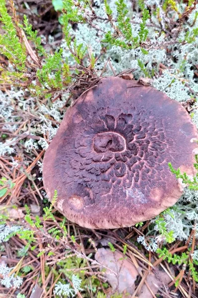 Mushroom motley ouriço na floresta contra o fundo do musgo. Chapéu castanho manchado. Floresta de outono na Rússia — Fotografia de Stock