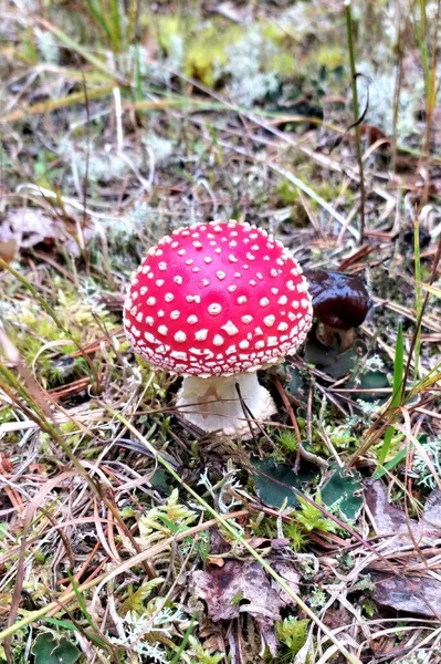 Cogumelos na floresta contra o fundo do musgo. Red amanita fly-tippers com pontos brancos no chapéu. Floresta de outono na Rússia — Fotografia de Stock