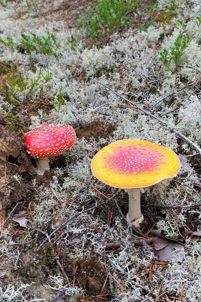 Cogumelos na floresta contra o fundo do musgo. Red amanita fly-tippers com pontos brancos no chapéu. Floresta de outono na Rússia — Fotografia de Stock