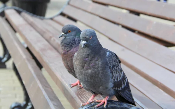 Zwei Blaue Tauben Sitzen Tagsüber Auf Einer Bank Einer Von — Stockfoto