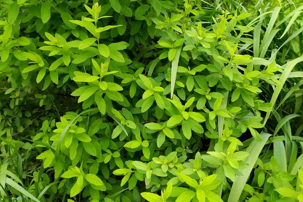 Groene Plantenbladeren Achtergrond Gemaakt Van Groene Vegetatie Sappig Gras Met — Stockfoto