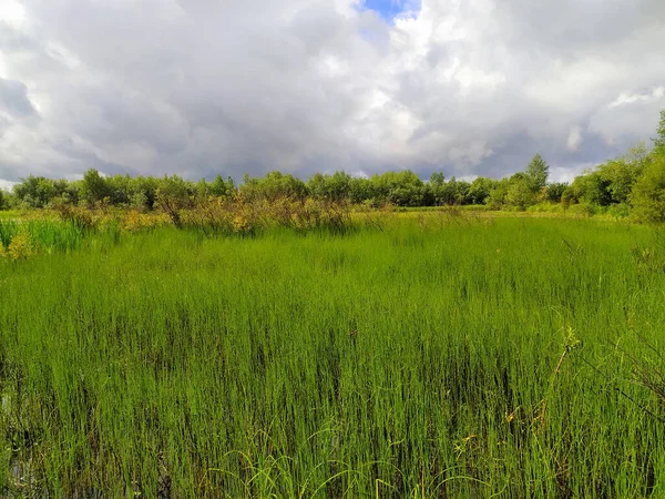 Eine Natürliche Landschaft Mit Skyline Grünen Bäumen Gras Und Wasser — Stockfoto