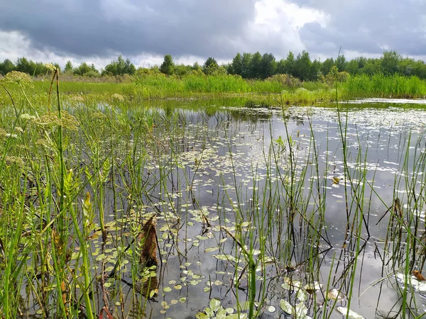 Ett Naturlandskap Med Silhuett Gröna Träd Gräs Och Vatten Blå — Stockfoto