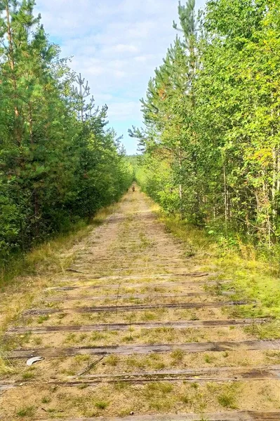 A forest dirt road runs away between green conifers in the summer. A former railway with remnants of sleepers under a blue sky.