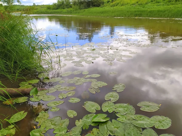 Gröna Bladen Från Vattenväxter Flyter Vattenytan Igenvuxen Damm Sommaren Våtmark — Stockfoto