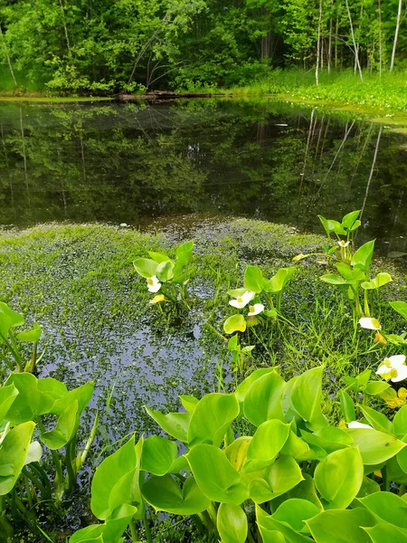 Gröna Bladen Från Vattenväxter Flyter Vattenytan Igenvuxen Damm Sommaren Våtmark — Stockfoto