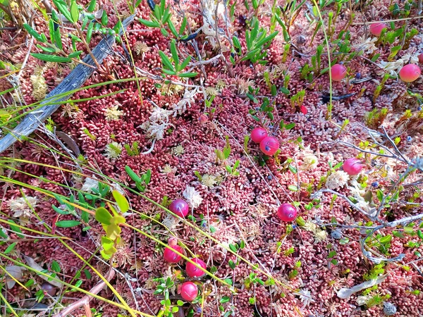 Κόκκινα Βατόμουρα Αναπτύσσονται Στο Βάλτο Φόντο Πράσινα Βρύα Και Γρασίδι — Φωτογραφία Αρχείου