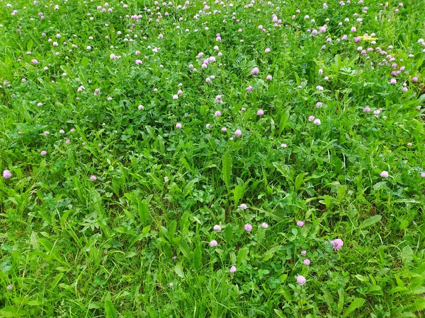 Lindas Flores Trevo Rosa Contra Fundo Grama Verde Verão Prado — Fotografia de Stock