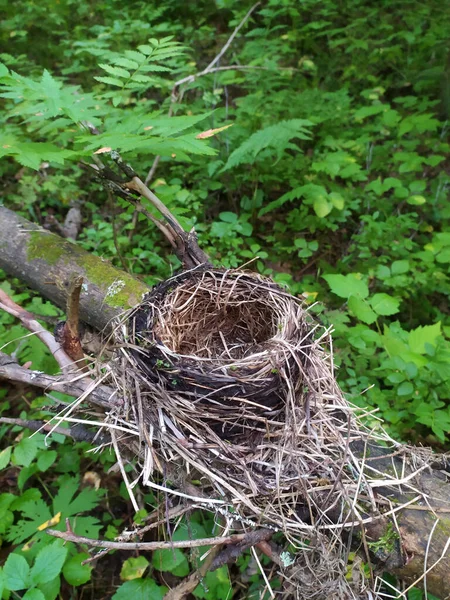 Leeres Vogelnest Aus Gras Und Ästen Ohne Eier Auf Einem — Stockfoto