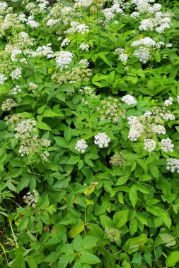 Yazın çayırda yeşil çimlerin arka planında güzel beyaz çiçekler.