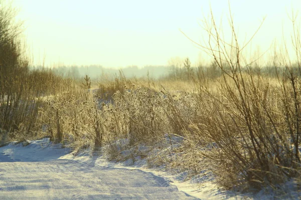 Karla Kaplı Yol Güneşli Bir Günde Çalılar Yabani Bitkilerle Uzaklaşıyor — Stok fotoğraf