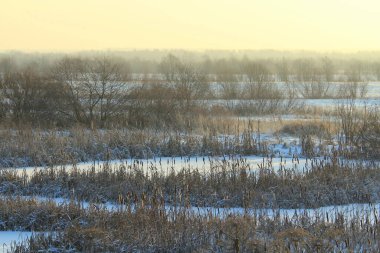 Güneş tarafından aydınlatılan kuyruk kuyruğu karla kaplı bir göletin arka planında. Şenlikli kış ve Noel kartları ve arka planlar için doğal çevre. Metin ve tasarım için boş alanı olan stok fotoğrafı.