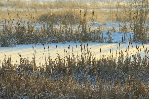 被太阳照在白雪覆盖的池塘后面的尾巴 喜庆的冬季和圣诞节贺卡和背景的生态自然背景 带有空白文字和设计空间的库存照片 — 图库照片