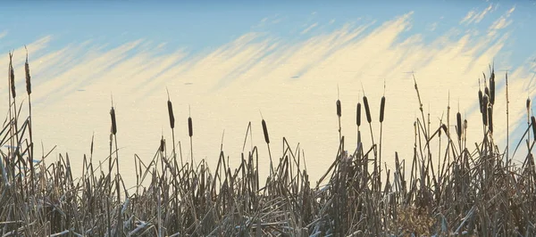 Cattail Dinyalakan Oleh Matahari Terhadap Latar Belakang Kolam Tertutup Salju — Stok Foto