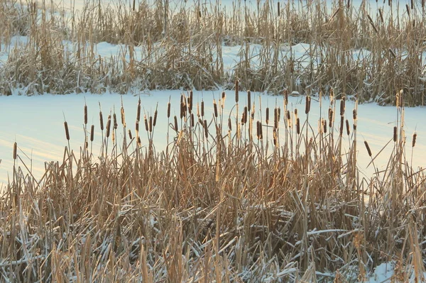 Cattail Lit Sun Background Snow Covered Pond Eco Natural Background — Stock Photo, Image