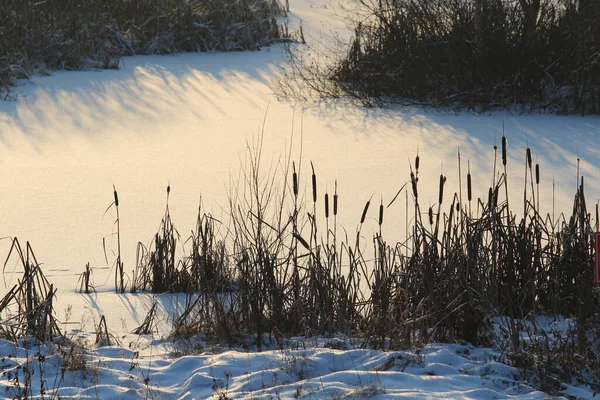 Cattail Lit Sun Background Snow Covered Pond Eco Natural Background — Stock Photo, Image