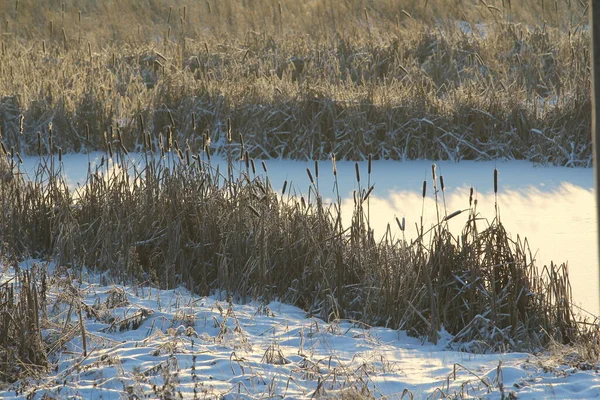 被太阳照在白雪覆盖的池塘后面的尾巴 喜庆的冬季和圣诞节贺卡和背景的生态自然背景 带有空白文字和设计空间的库存照片 — 图库照片