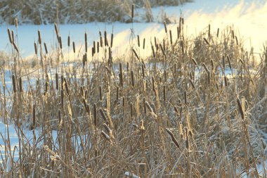 Güneş tarafından aydınlatılan kuyruk kuyruğu karla kaplı bir göletin arka planında. Şenlikli kış ve Noel kartları ve arka planlar için doğal çevre. Metin ve tasarım için boş alanı olan stok fotoğrafı.