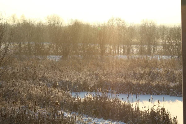 Cattail Világít Nap Ellen Háttérben Egy Hófödte Öko Természetes Háttér — Stock Fotó