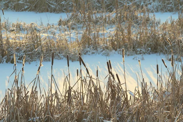 Cattail Lit Sun Background Snow Covered Pond Eco Natural Background — Stock Photo, Image