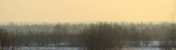 Çalı Ağaçlarla Kaplı Sisli Kış Manzarası Yumuşak Gün Işığı Şenlikli — Stok fotoğraf