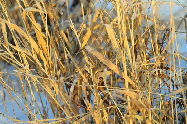Foggy Winter Landscape Dry Grass Soft Daylight Festive Winter Mood — Stock Photo, Image