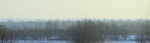 Ομιχλώδες Χειμερινό Τοπίο Θάμνους Και Δέντρα Απαλό Φως Της Ημέρας — Φωτογραφία Αρχείου
