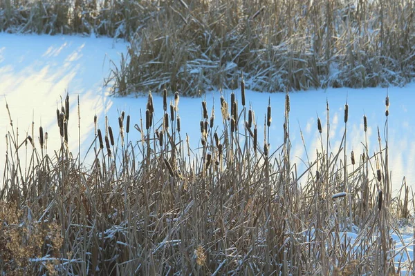 Cattail Lit Sun Background Snow Covered Pond Eco Natural Background — Stock Photo, Image