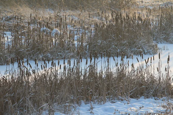 被太阳照在白雪覆盖的池塘后面的尾巴 喜庆的冬季和圣诞节贺卡和背景的生态自然背景 带有空白文字和设计空间的库存照片 — 图库照片