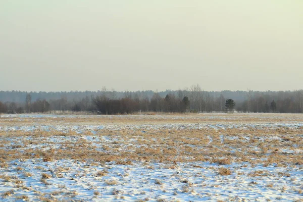 Foggy Vinter Landskap Med Buskar Och Träd Mjukt Dagsljus Festligt — Stockfoto