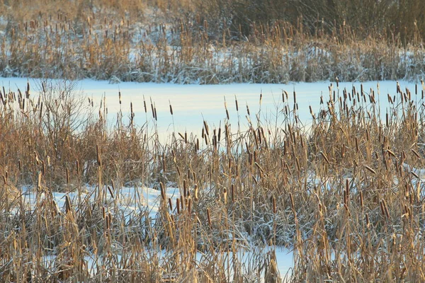 Cattail Lit Sun Background Snow Covered Pond Eco Natural Background — Stock Photo, Image