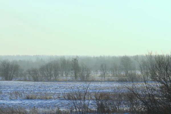 Nebelige Winterlandschaft Mit Büschen Und Bäumen Weiches Tageslicht Festliche Winterstimmung — Stockfoto