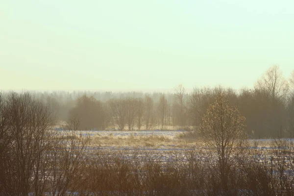 Ομιχλώδες Χειμερινό Τοπίο Θάμνους Και Δέντρα Απαλό Φως Της Ημέρας — Φωτογραφία Αρχείου