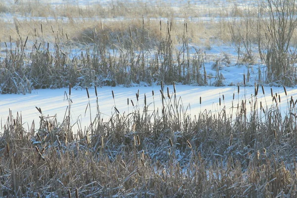 Cattail Lit Sun Background Snow Covered Pond Eco Natural Background — Stock Photo, Image