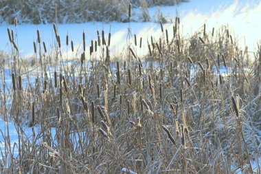 Güneş tarafından aydınlatılan kuyruk kuyruğu karla kaplı bir göletin arka planında. Şenlikli kış ve Noel kartları ve arka planlar için doğal çevre. Metin ve tasarım için boş alanı olan stok fotoğrafı.