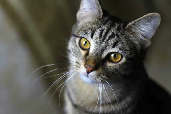 Γκρίζα Γάτα Κίτρινα Πράσινα Μάτια Και Λευκά Πόδια Έννοια Για — Φωτογραφία Αρχείου